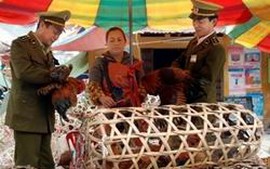 Bắc Giang tăng cường kiểm tra, xử lý việc nhập lậu gia cầm